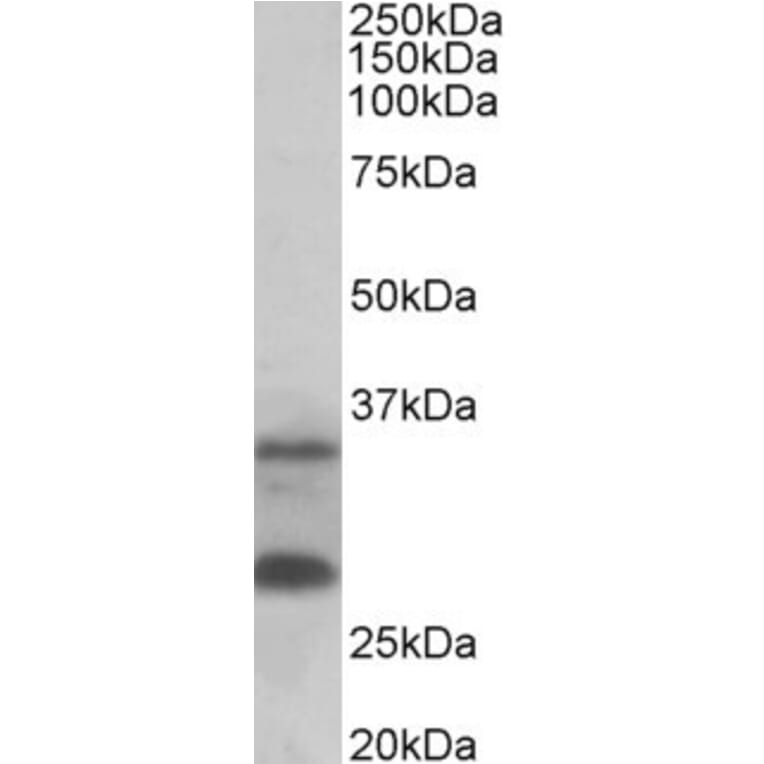 Western Blot - Anti-C16orf57 Antibody (A82772) - Antibodies.com