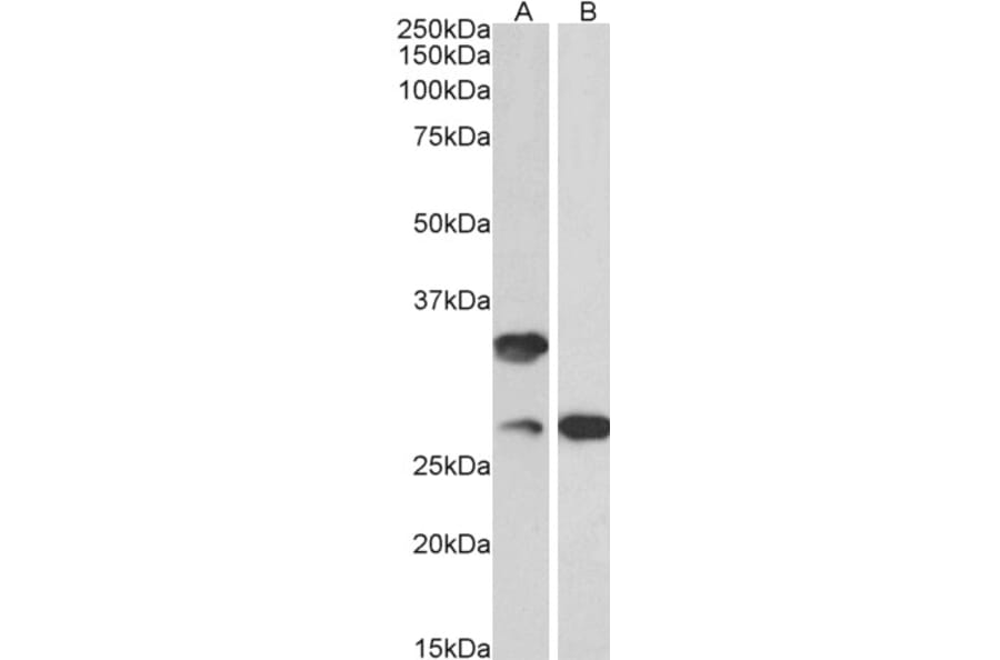 Western Blot - Anti-C16orf57 Antibody (A82772) - Antibodies.com