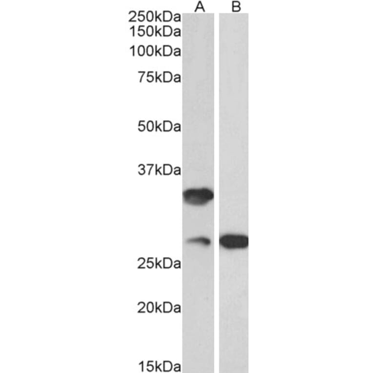 Western Blot - Anti-C16orf57 Antibody (A82772) - Antibodies.com