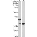 Western Blot - Anti-C16orf57 Antibody (A82772) - Antibodies.com