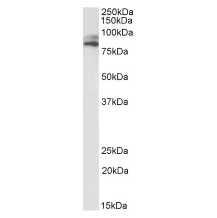 Western Blot - Anti-VPS16 Antibody (A82775) - Antibodies.com