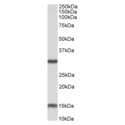 Western Blot - Anti-SIRT3 Antibody (A82776) - Antibodies.com