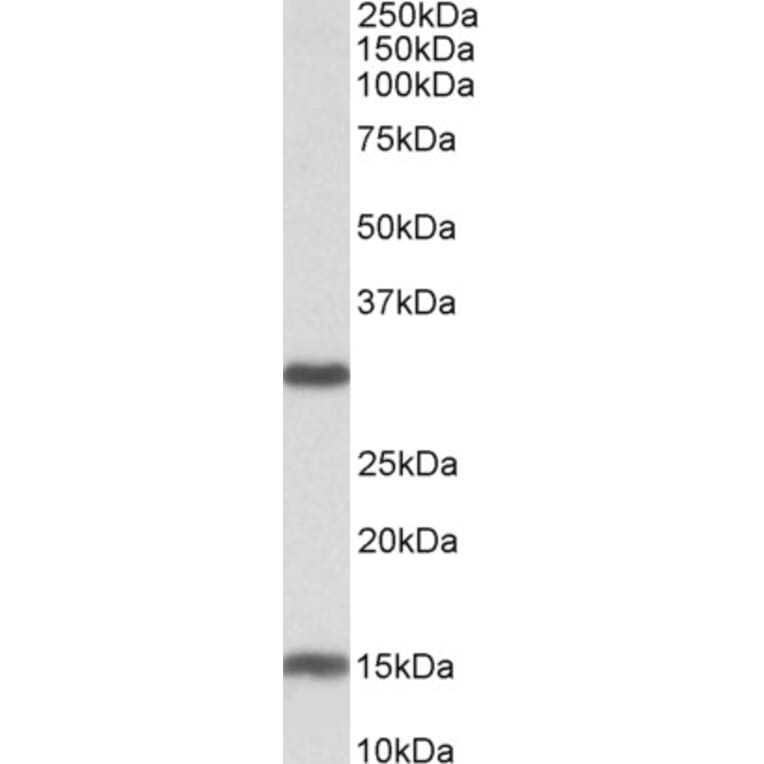 Western Blot - Anti-SIRT3 Antibody (A82776) - Antibodies.com