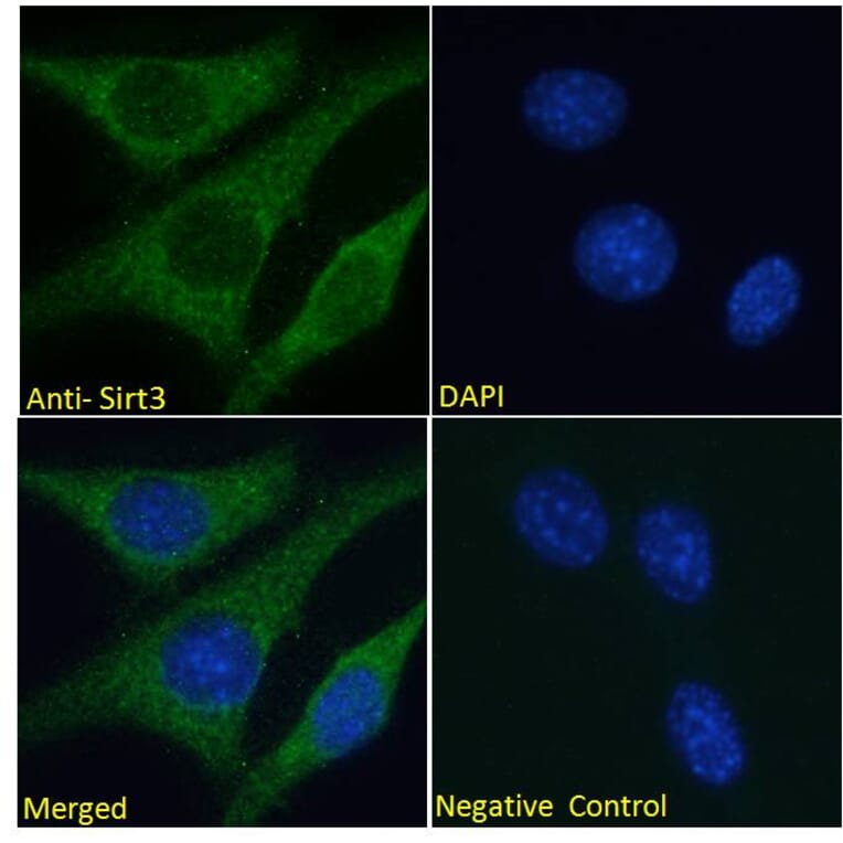 Immunofluorescence - Anti-SIRT3 Antibody (A82776) - Antibodies.com