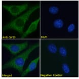 Immunofluorescence - Anti-SIRT3 Antibody (A82776) - Antibodies.com