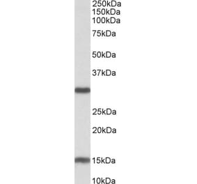 Western Blot - Anti-Sirt3 Antibody (A82776) - Antibodies.com