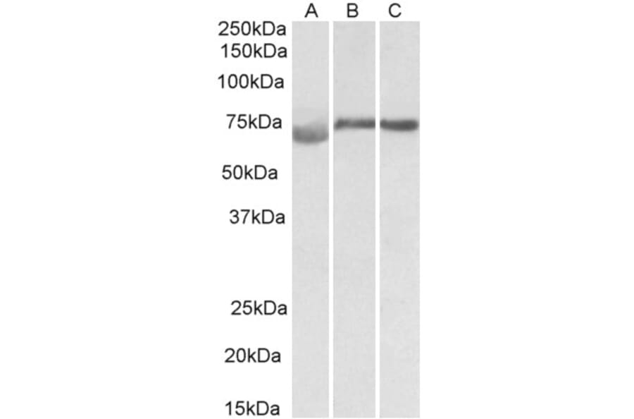 Western Blot - Anti-DMTF1 Antibody (A82779) - Antibodies.com