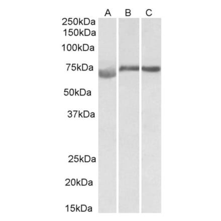 Western Blot - Anti-DMTF1 Antibody (A82779) - Antibodies.com