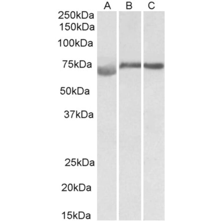 Western Blot - Anti-DMTF1 Antibody (A82779) - Antibodies.com
