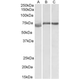 Western Blot - Anti-DMTF1 Antibody (A82779) - Antibodies.com
