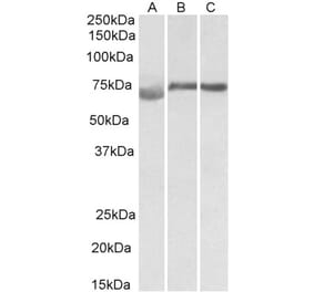 Western Blot - Anti-DMTF1 Antibody (A82779) - Antibodies.com
