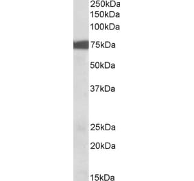 Western Blot - Anti-RSK3 Antibody (A82780) - Antibodies.com