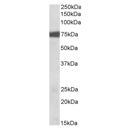 Western Blot - Anti-RSK3 Antibody (A82780) - Antibodies.com