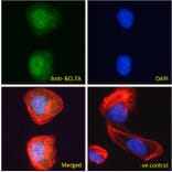 Immunofluorescence - Anti-Bcl 7A Antibody (A82781) - Antibodies.com
