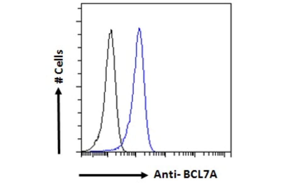 Flow Cytometry - Anti-Bcl 7A Antibody (A82781) - Antibodies.com