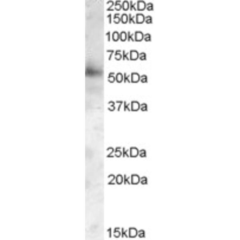 Western Blot - Anti-PIST Antibody (A82782) - Antibodies.com