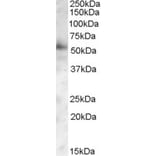 Western Blot - Anti-PIST Antibody (A82782) - Antibodies.com