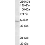 Western Blot - Anti-TMPRSS4 Antibody (A82783) - Antibodies.com
