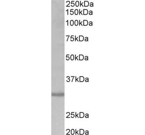 Western Blot - Anti-CRLS1 Antibody (A82784) - Antibodies.com