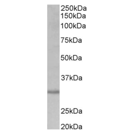 Western Blot - Anti-CRLS1 Antibody (A82784) - Antibodies.com