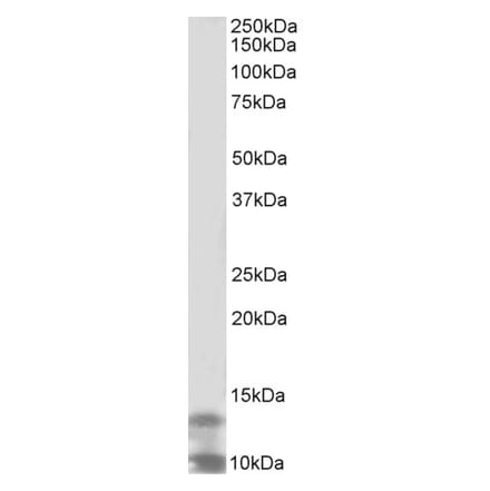 Western Blot - Anti-DPM3 Antibody (A82786) - Antibodies.com