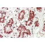 Immunohistochemistry - Anti-UBASH3A Antibody (A82787) - Antibodies.com