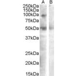 Western Blot - Anti-SULF2 Antibody (A82789) - Antibodies.com