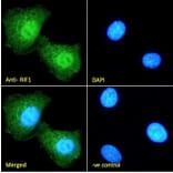 Immunofluorescence - Anti-Rif1 Antibody (A82790) - Antibodies.com