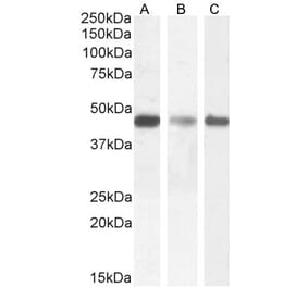 Western Blot - Anti-SDF4 Antibody (A82791) - Antibodies.com