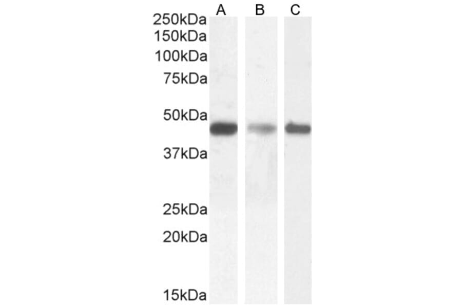 Western Blot - Anti-SDF4 Antibody (A82791) - Antibodies.com