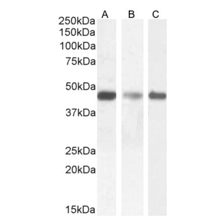 Western Blot - Anti-SDF4 Antibody (A82791) - Antibodies.com