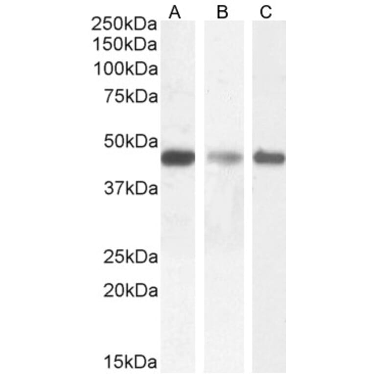 Western Blot - Anti-SDF4 Antibody (A82791) - Antibodies.com