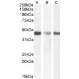 Western Blot - Anti-SDF4 Antibody (A82791) - Antibodies.com