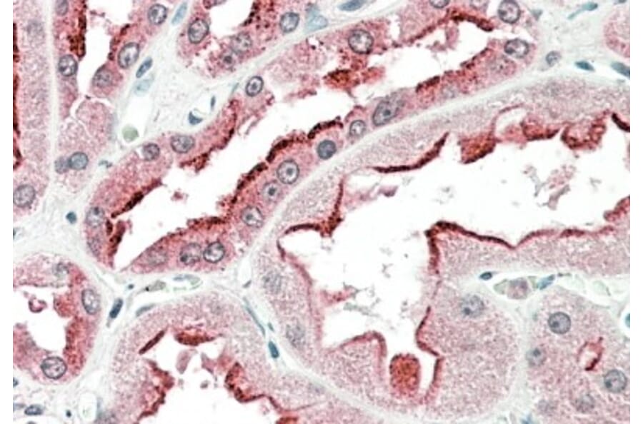 Immunohistochemistry - Anti-SDF4 Antibody (A82791) - Antibodies.com