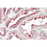 Immunohistochemistry - Anti-SDF4 Antibody (A82791) - Antibodies.com