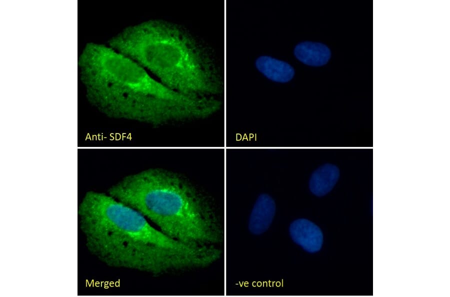 Immunofluorescence - Anti-SDF4 Antibody (A82791) - Antibodies.com