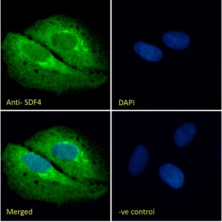 Immunofluorescence - Anti-SDF4 Antibody (A82791) - Antibodies.com