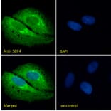 Immunofluorescence - Anti-SDF4 Antibody (A82791) - Antibodies.com