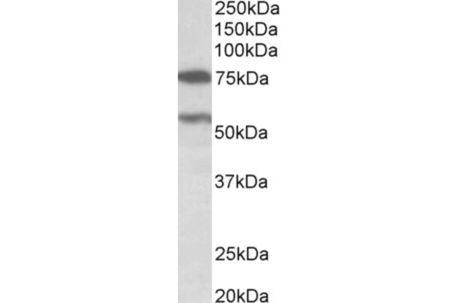 Western Blot - Anti-PRODH Antibody (A82793) - Antibodies.com