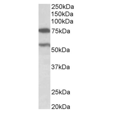 Western Blot - Anti-PRODH Antibody (A82793) - Antibodies.com