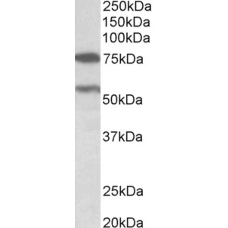 Western Blot - Anti-PRODH Antibody (A82793) - Antibodies.com