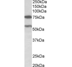 Western Blot - Anti-PRODH Antibody (A82793) - Antibodies.com