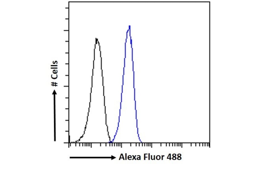 Flow Cytometry - Anti-CAMK2 alpha Antibody (A82795) - Antibodies.com