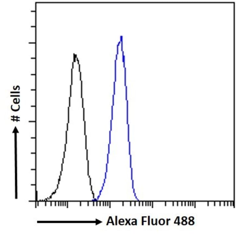 Flow Cytometry - Anti-CAMK2 alpha Antibody (A82795) - Antibodies.com