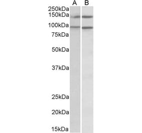 Western Blot - Anti-p114RhoGEF Antibody (A82796) - Antibodies.com