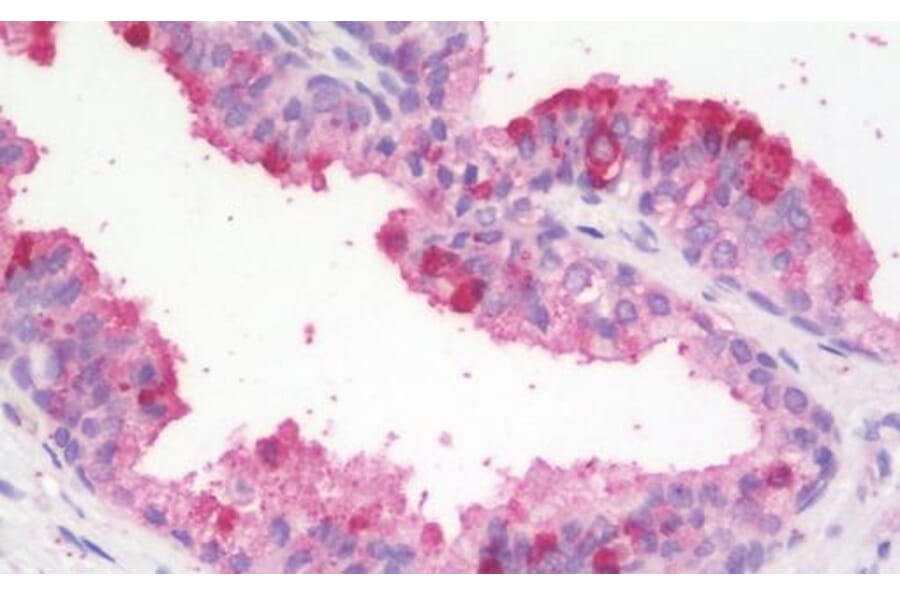 Immunohistochemistry - Anti-ZBTB24 Antibody (A82798) - Antibodies.com