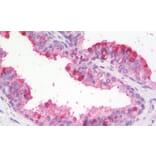 Immunohistochemistry - Anti-ZBTB24 Antibody (A82798) - Antibodies.com