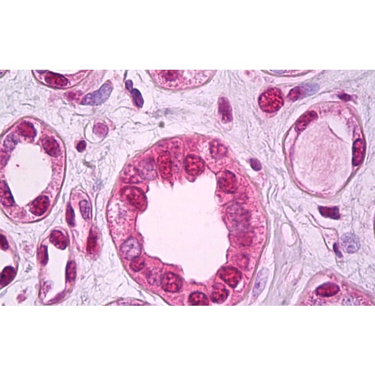 Immunohistochemistry - Anti-ZEB2 Antibody (A82799) - Antibodies.com