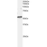 Western Blot - Anti-ARFGAP1 Antibody (A82800) - Antibodies.com