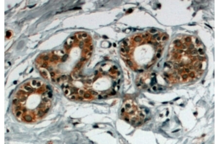 Immunohistochemistry - Anti-SNX5 Antibody (A82802) - Antibodies.com